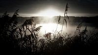 ochtendnevel over het meer van Jonas Demeulemeester thumbnail