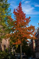 Herfstboom