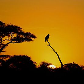 Het aanbreken van een nieuwe dag op de Serengeti - Zonsopgang van Charrel Jalving