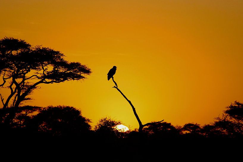 L'aube d'un nouveau jour au Serengeti - Lever du soleil par Charrel Jalving