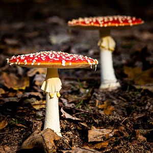 Fliegenpilz