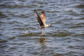 Meeuwlanding op de Eider van Alexander Wolff