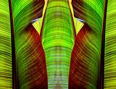 tropical leaves II by artpictures.de thumbnail