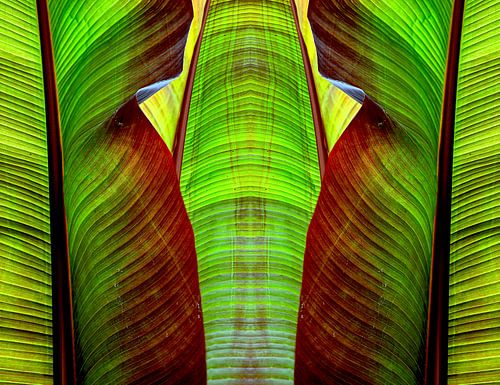 tropische bladeren II