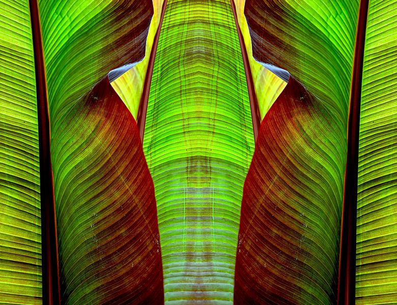 tropical leaves II by artpictures.de