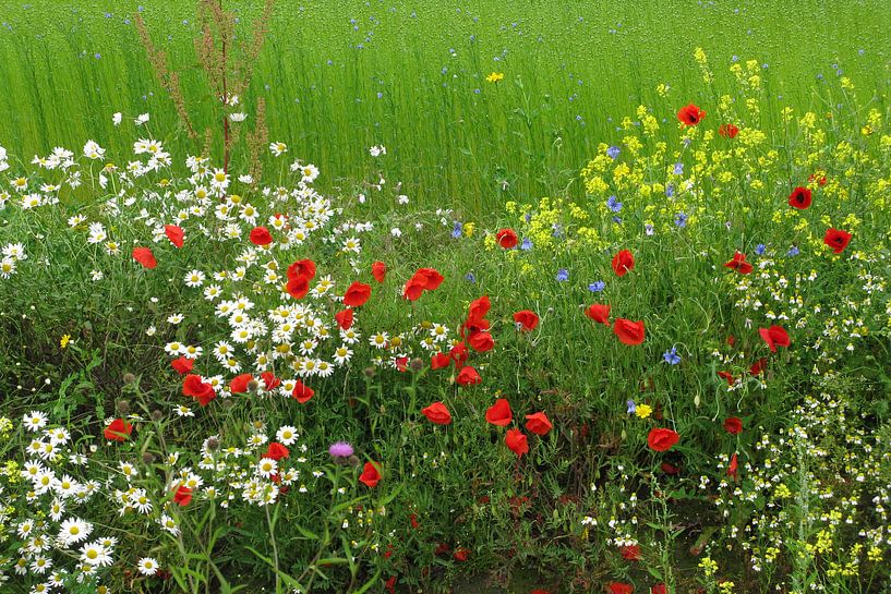 Border with flowers by Rafael Delaedt