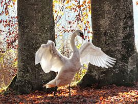 Schwanenkönig von Ilona Picha-Höberth