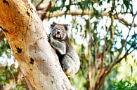 Koala im Baum von Robert Styppa Miniaturansicht