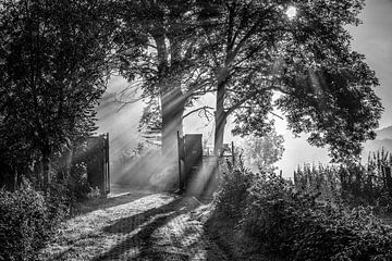 Sonnenstrahlen brennen durch den Nebel in Bommerig von Rob Boon