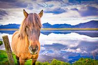IJslands paard