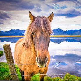 Icelandic horse sur Niels Hemmeryckx