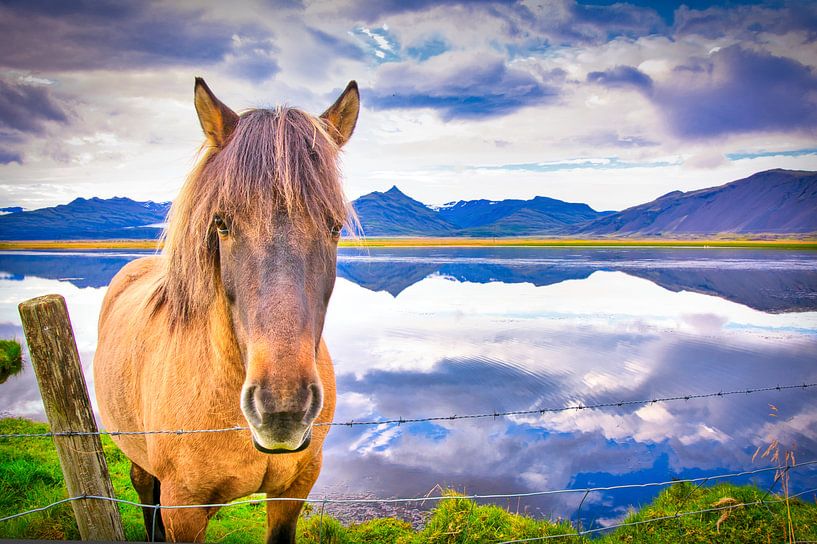 IJslands paard par Niels Hemmeryckx