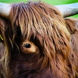 Close-up van een Schotse Hooglander van Foto Graaf Eric