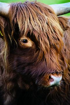 Close-up van een Schotse Hooglander van Foto Graaf Eric