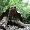 Galapagos-Riesenschildkröte von Antwan Janssen
