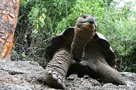Galapagos reuzenschildpad van Antwan Janssen thumbnail