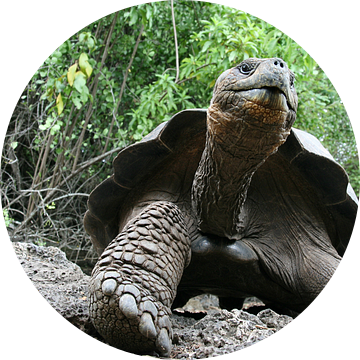 Galapagos reuzenschildpad van Antwan Janssen