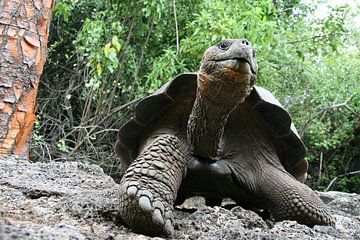 Galapagos reuzenschildpad van Antwan Janssen