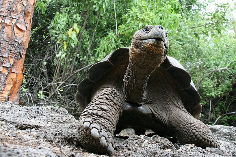 Galapagos-Riesenschildkröte von Antwan Janssen