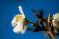 Bloesem 01 by Moetwil en van Dijk - Fotografie thumbnail