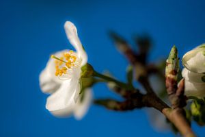 Bloesem 01 von Moetwil en van Dijk - Fotografie