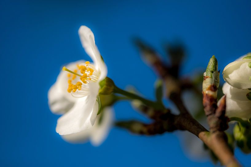 Bloesem 01 by Moetwil en van Dijk - Fotografie
