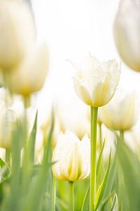 Nederlandse witte tulpen. van Ron van der Stappen