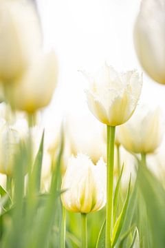 Dutch white tulips. by Ron van der Stappen