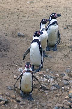 Rij pinguïns  van Jeroen van Deel