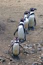 Rij pinguïns  van Jeroen van Deel thumbnail