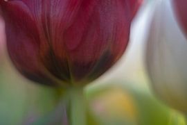 Tulip Art by Deez, Tulpen in Nederland by Desiree Adam-Vaassen
