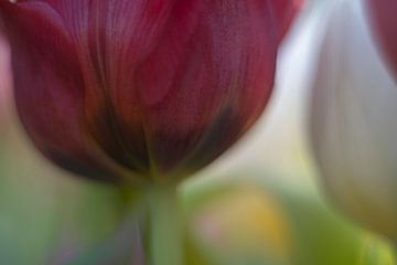 Tulip Art by Deez, Tulpen in Nederland