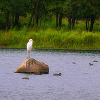 Silberreiher auf Felsen im Wasser
