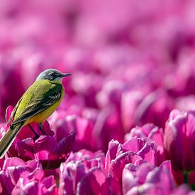 Gele kwikstaart in paars tulpenveld van Willem Hoogsteen