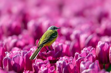 Gele kwikstaart in paars tulpenveld van Willem Hoogsteen