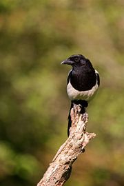 Pie (Pica pica) sur Dirk Rüter