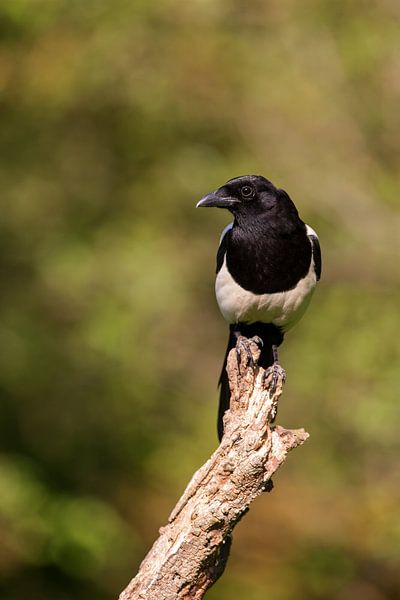 Elster (Pica pica) von Dirk Rüter