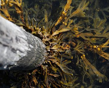 Radiant seaweed by Merijn Koster