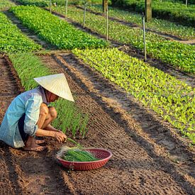 Les plantes potagères au Vietnam sur Kevin de Bruin