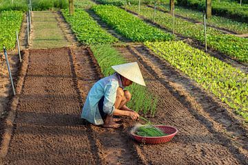 Gemüsepflanzen in Vietnam von Kevin de Bruin