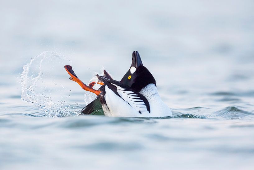 Male Common Goldeneye (Bucephala clangula) displaying by Beschermingswerk voor aan uw muur