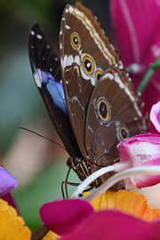 Blue morpho by Erik Buitenhuis