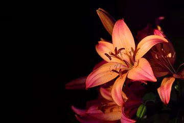 Vor dunklem Hintergrund leuchten Lilien in warmen Farben von Ulrike Leone