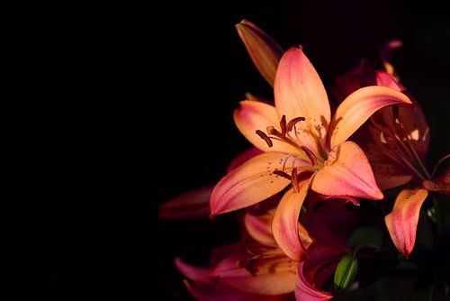 Lilies glow in warm colours against a dark background
