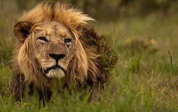 Male lion by Joyce den Hollander