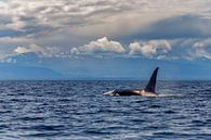 Een orka komt boven met de grote rugvin van Menno Schaefer thumbnail
