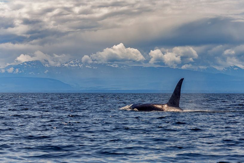 Een orka komt boven met de grote rugvin par Menno Schaefer