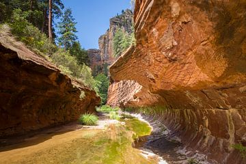 Oak Creek Canyon, wunderschöne Schlucht in der Nähe von Sedona von Antwan Janssen