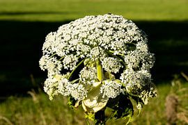 Berce du Caucase 2 sur 9 sur Adelheid Smitt