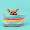 Chihuahua puppy in mandje / Cute brown chihuahua puppy dog in a colored basket looking over  van Elles Rijsdijk